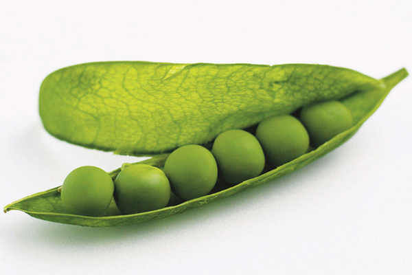 Guisante verde: Vaina abierta con las semillas (guisantes)